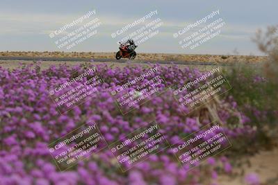 media/Jan-14-2023-SoCal Trackdays (Sat) [[497694156f]]/Turn 14 Exit Bloomig (145pm)/
